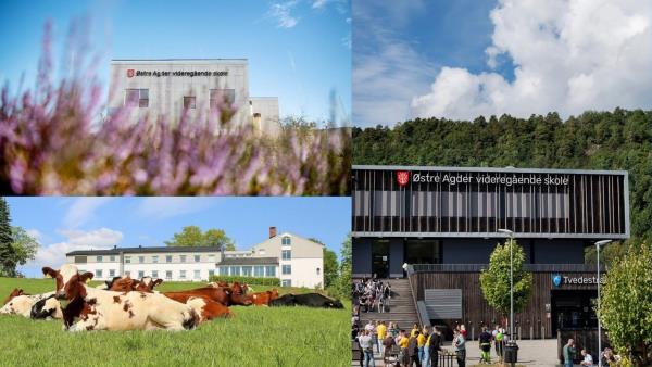 Lenke til artikkel: Velkommen til åpen skole